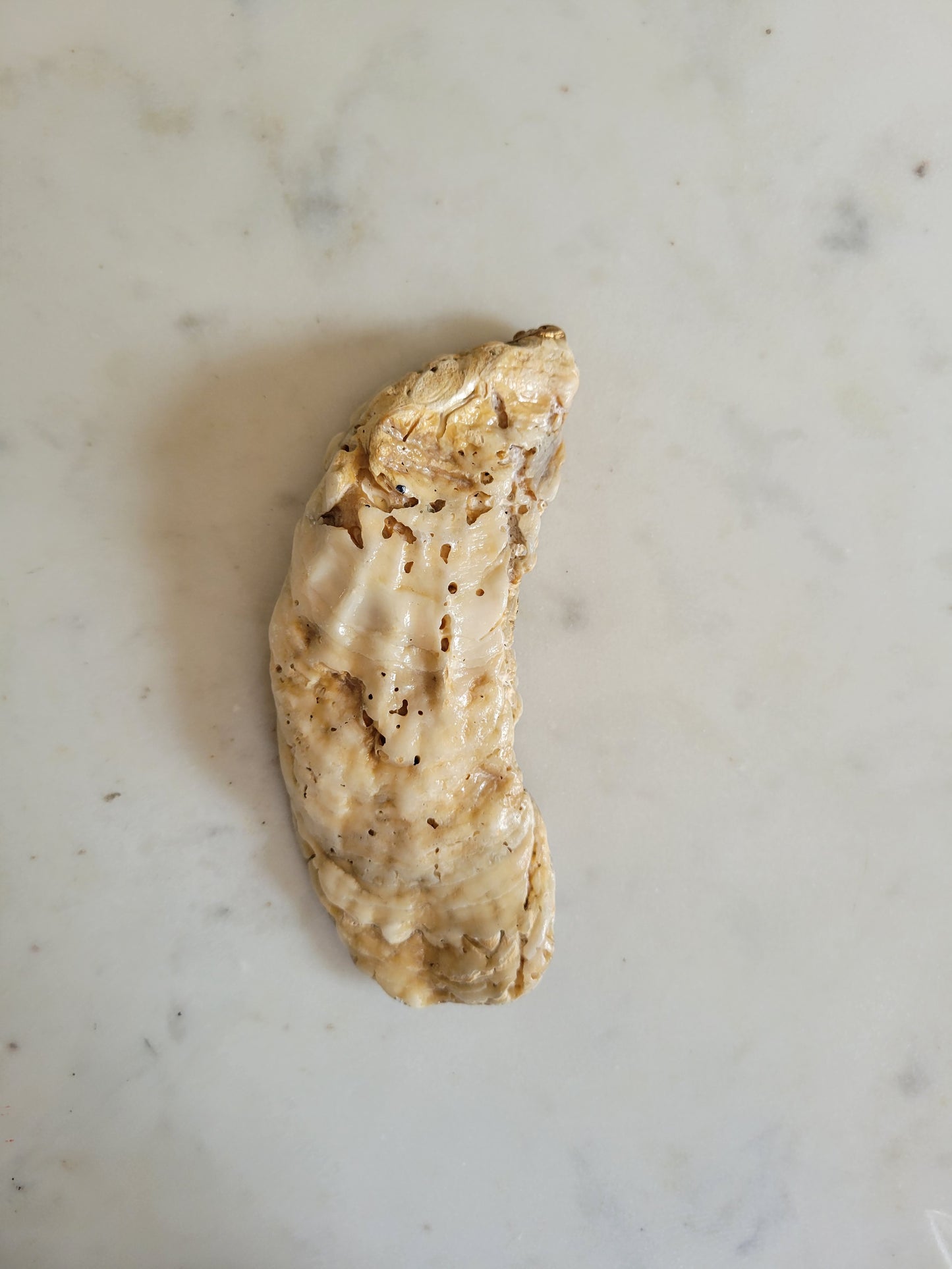 Oyster Shell Catch-All Dish: Handpainted Lavender Florals (Gold Embellishment)