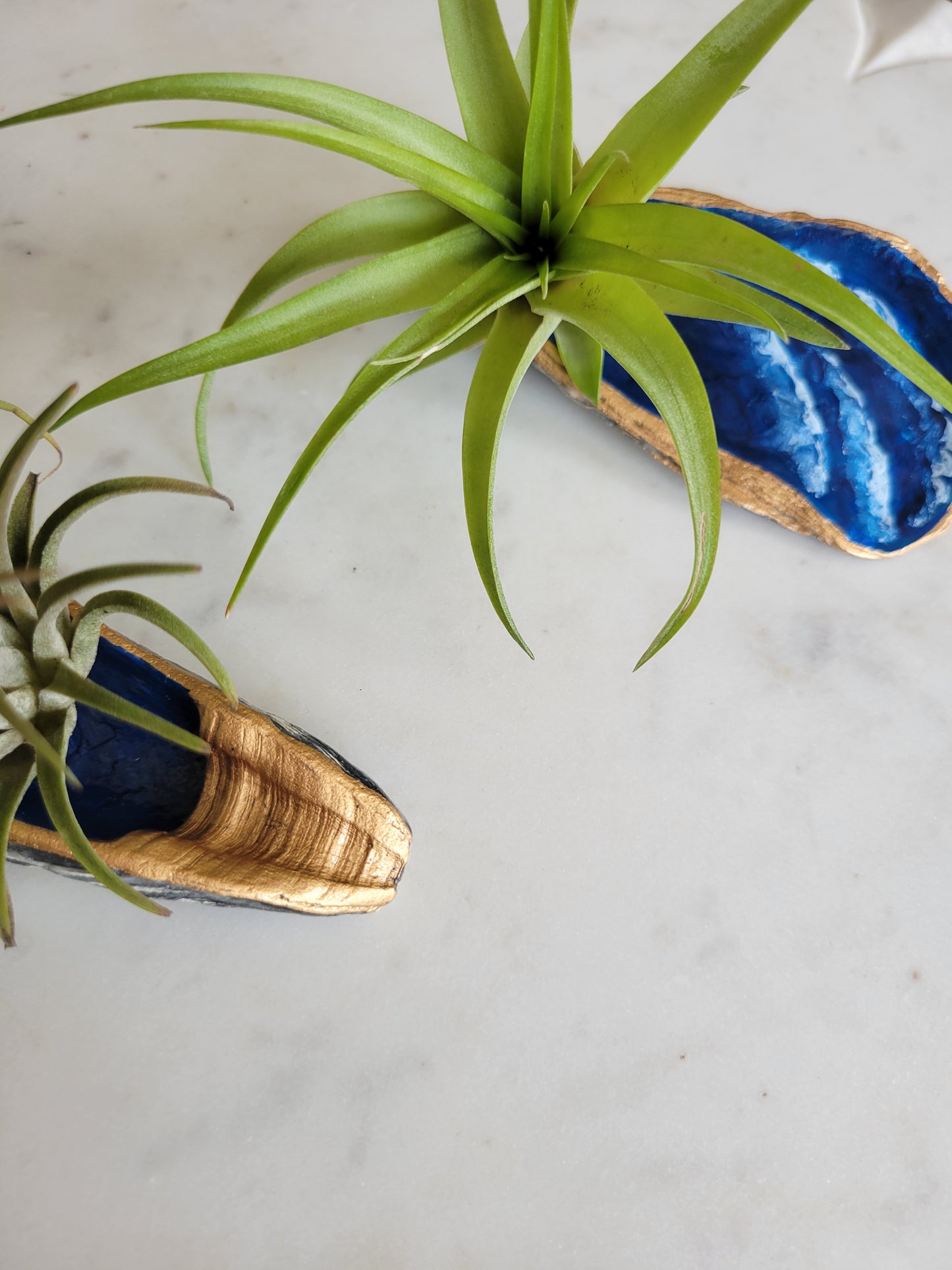 Oyster Shell Trinket Dish: More Waves