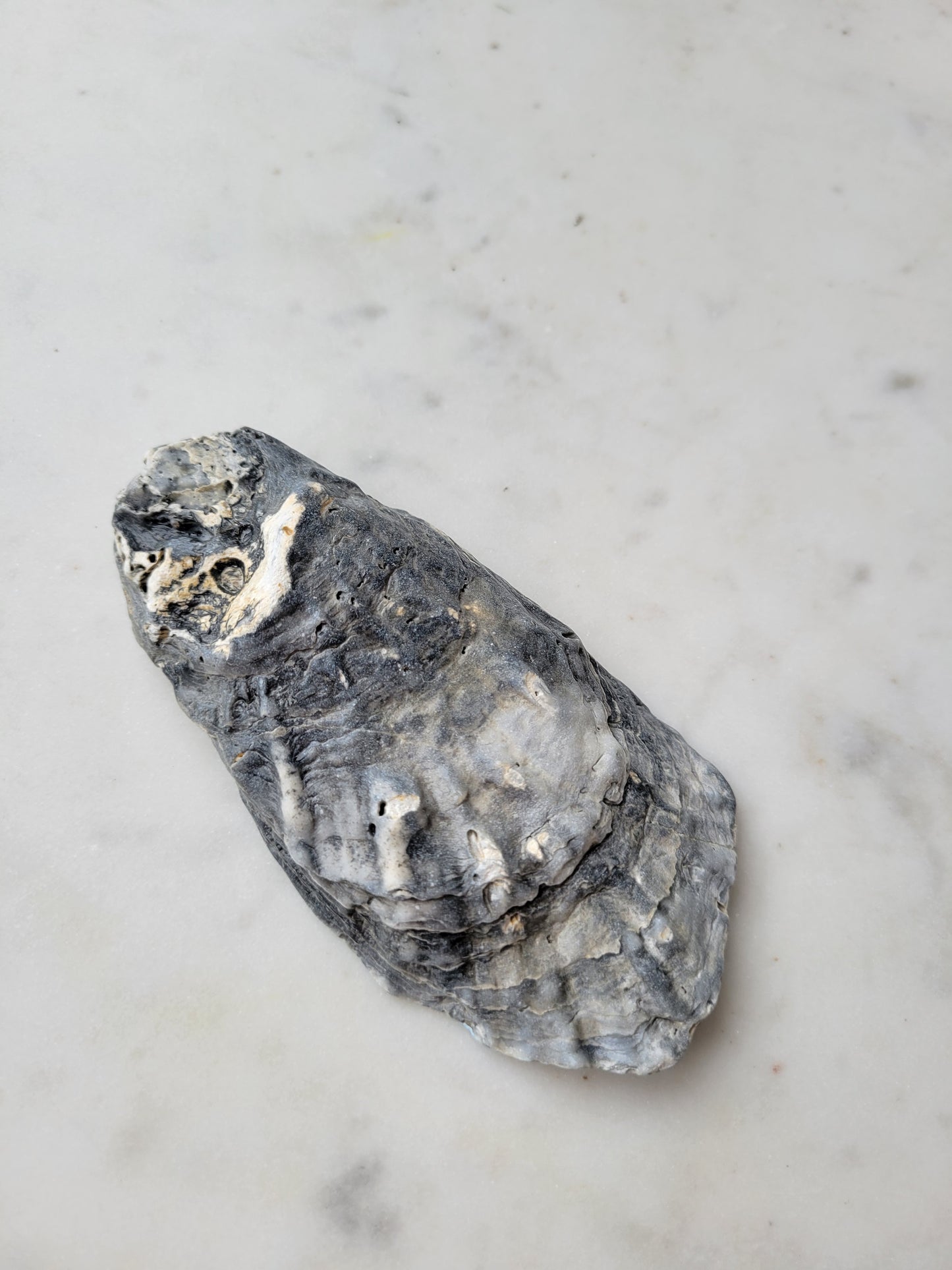 Daisy: Oyster Shell Catch-All Dish (Natural Edge)