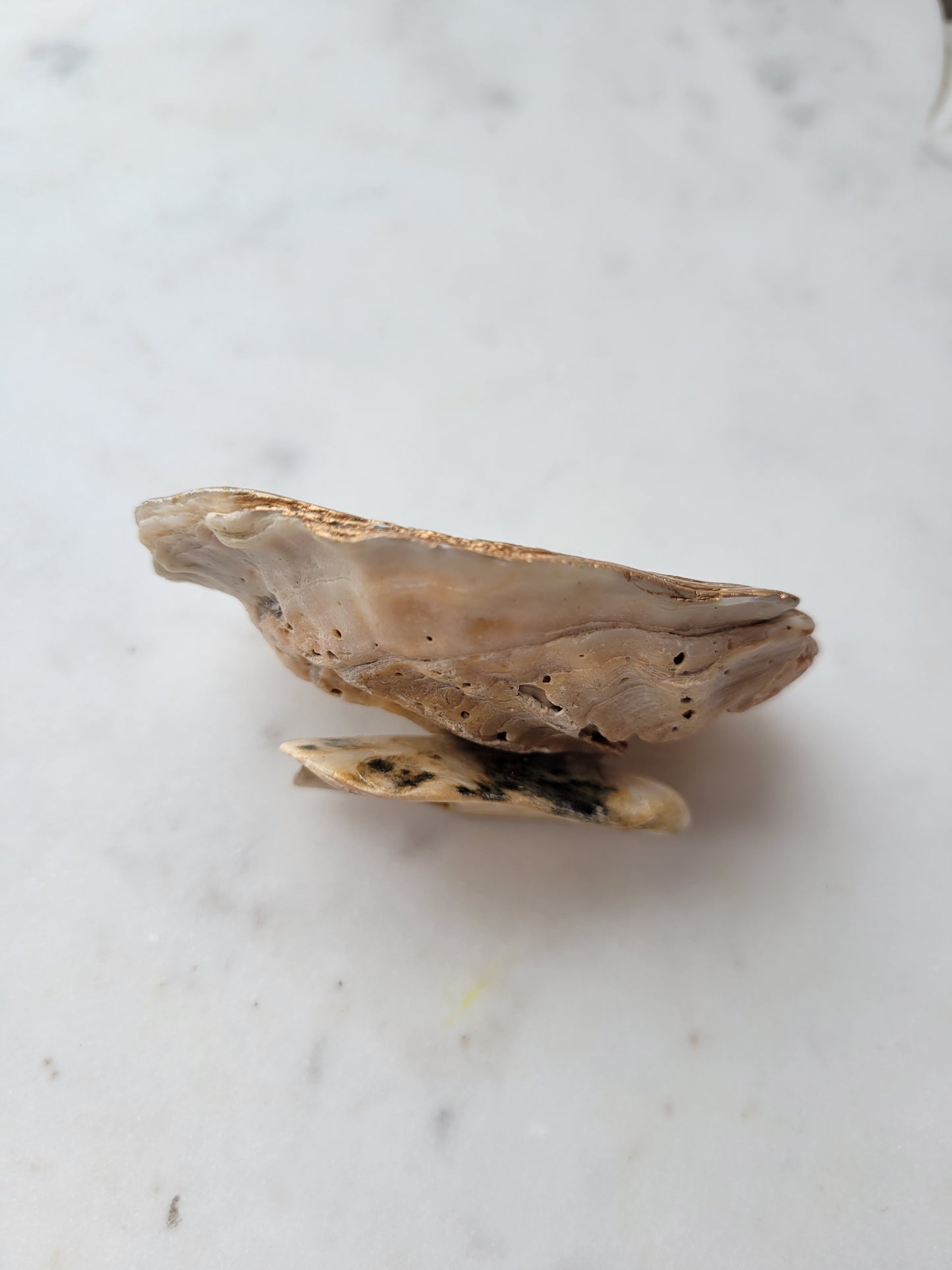 Forget-Me-Nots: Double Oyster Shell Catch-All Dish