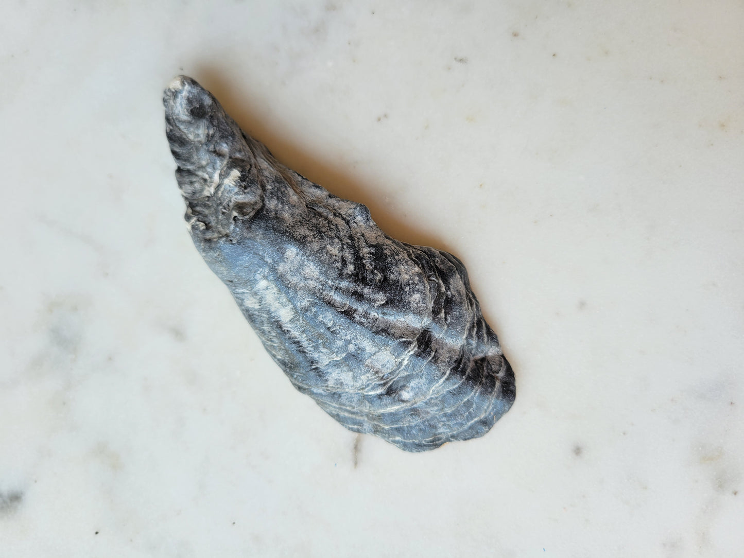Oyster Shell Trinket Dish: Floral Print