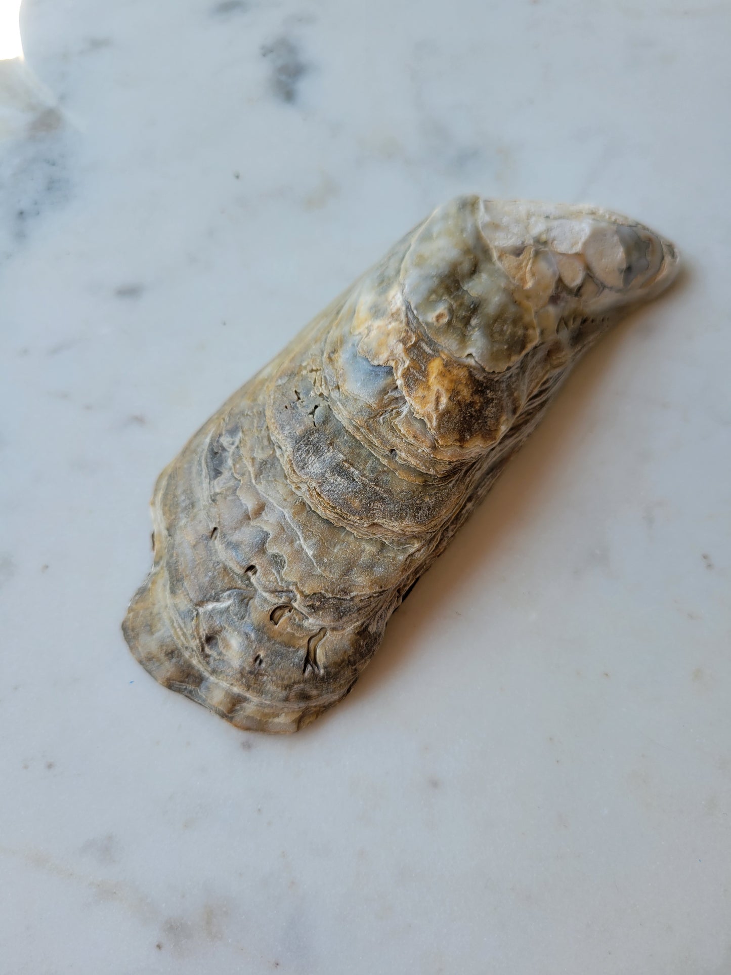 Oyster Shell Trinket Dish: Floral : Large